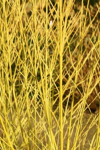 Дерен пагононосний ’Бадс Єлоу’|Cornus sericea ’Bud’s Yellow’|Дерен побегоносный ’Бадс Елоу’